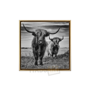 Highland Cattle Duo